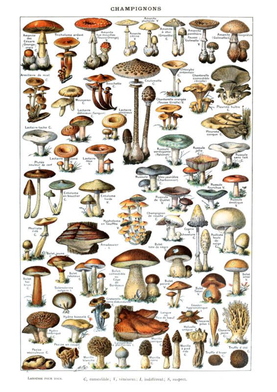 Pilze Vintage Poster - Naturwissenschaftliche Illustrationen Adolphe Millot – Bild 3