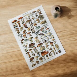 Pilze Vintage Poster - Naturwissenschaftliche Illustrationen Adolphe Millot