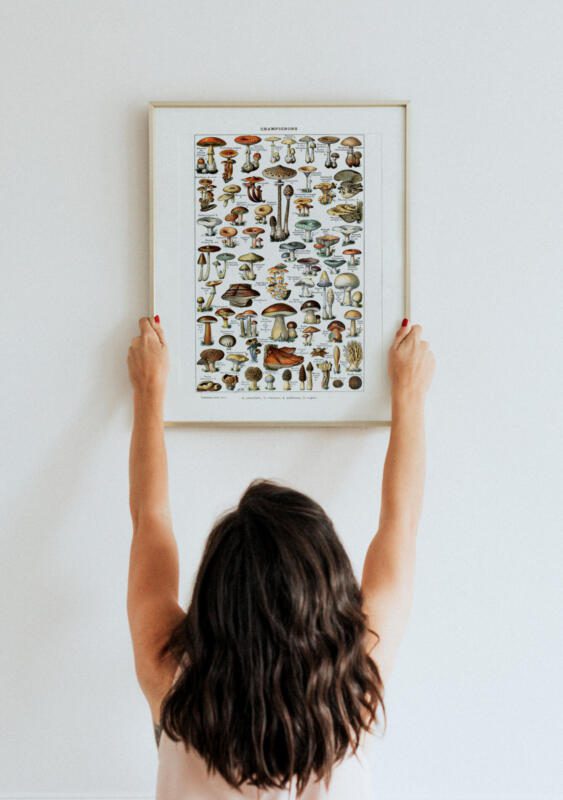 Pilze Vintage Poster - Naturwissenschaftliche Illustrationen Adolphe Millot – Bild 2
