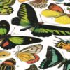 Schmetterlinge Vintage Poster - Naturwissenschaftliche Illustrationen Adolphe Millot