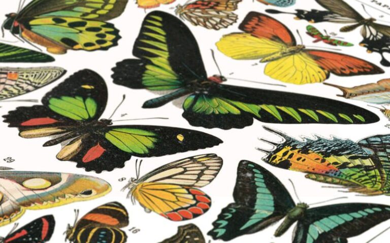 Schmetterlinge Vintage Poster - Naturwissenschaftliche Illustrationen Adolphe Millot – Bild 3