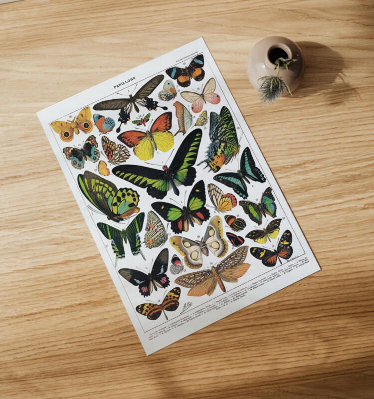 Schmetterlinge Vintage Poster - Naturwissenschaftliche Illustrationen Adolphe Millot – Bild 2