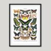 Schmetterlinge Vintage Poster - Naturwissenschaftliche Illustrationen Adolphe Millot